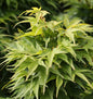  Fächerahorn Mikawa Yatsubusa 30-40cm - Acer Palmatum