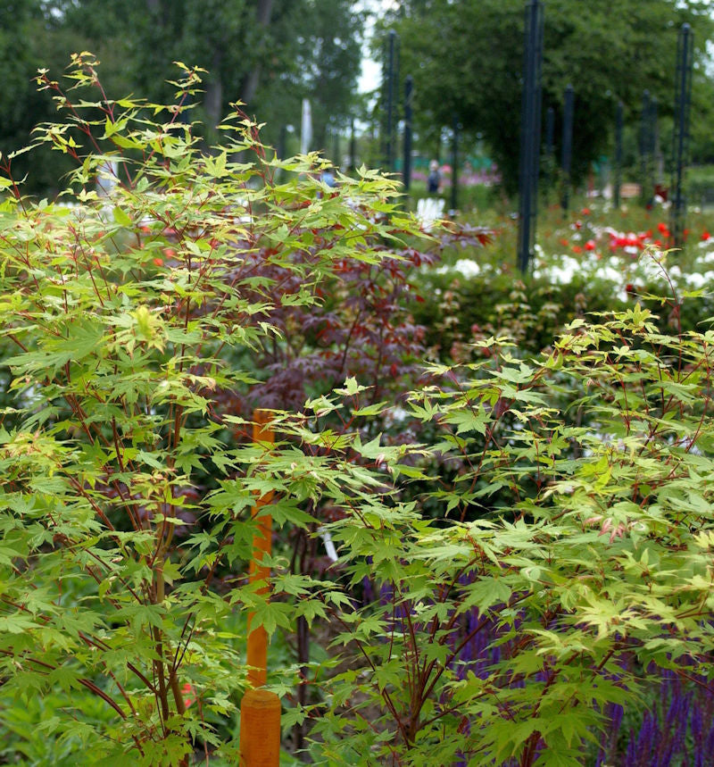  Japanischer Schlitzahorn Nishiki Gawa 40-60cm - Acer Palmatum