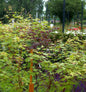 Japanischer Schlitzahorn Nishiki Gawa 40-60cm - Acer Palmatum