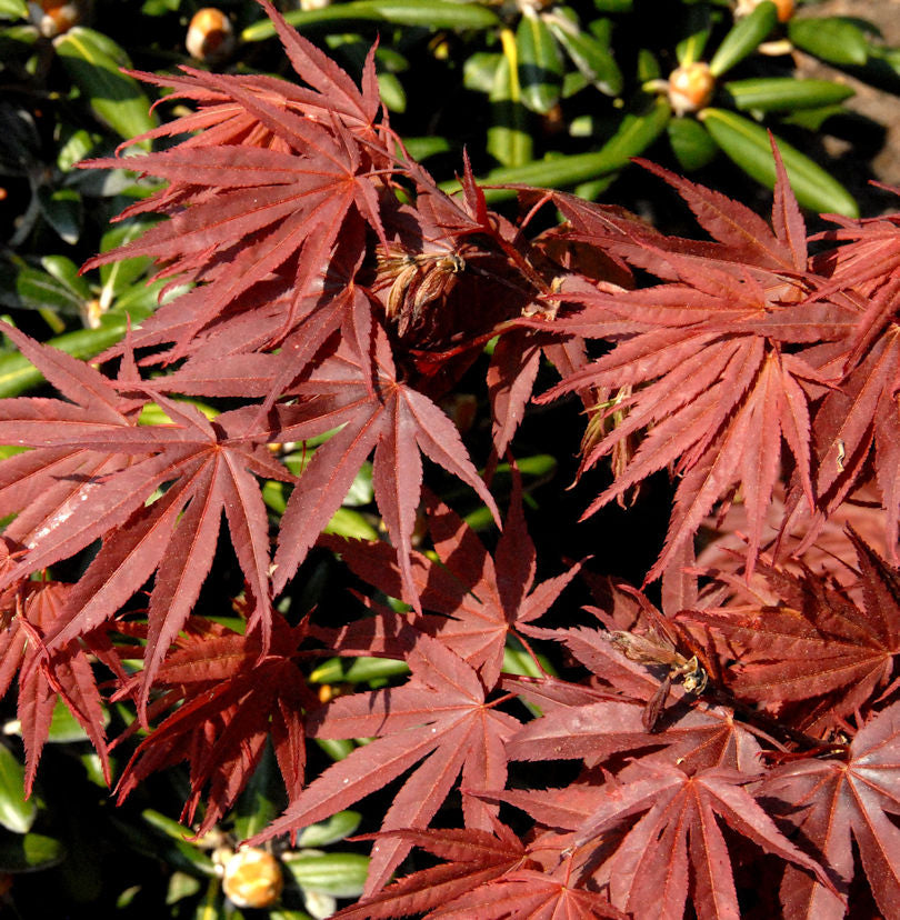  Fächerahorn Pixie 80-100cm - Acer Palmatum