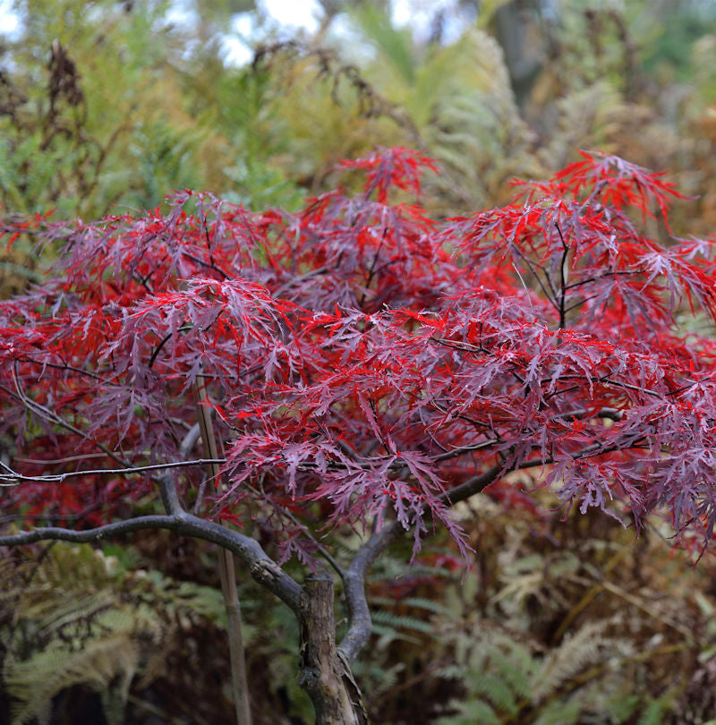  Japanischer Schlitzahorn Red Dragon 100-125cm - Acer Palmatum