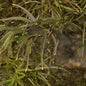  Fächer Ahorn Red Pygmy 30-40cm - Acer Palmatum