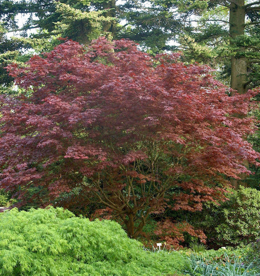  Japanischer Fächer Ahorn Rhode Island Red 40-60cm - Acer Palmatum