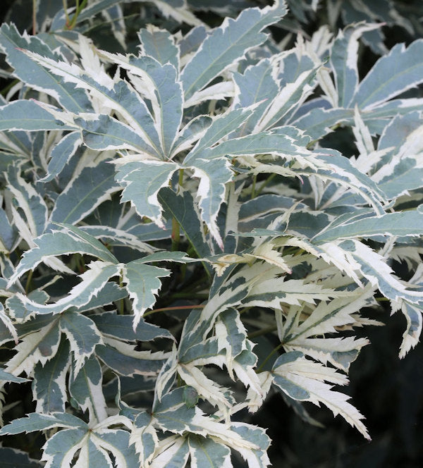  Hochstamm Fächerahorn Roseo Marginatum 40-60cm - Acer Palmatum
