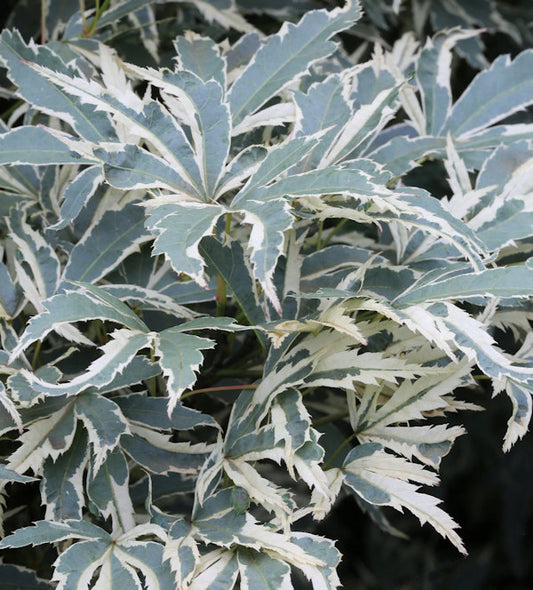  Hochstamm Fächerahorn Roseo Marginatum 40-60cm - Acer Palmatum