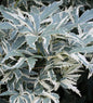  Hochstamm Fächerahorn Roseo Marginatum 40-60cm - Acer Palmatum