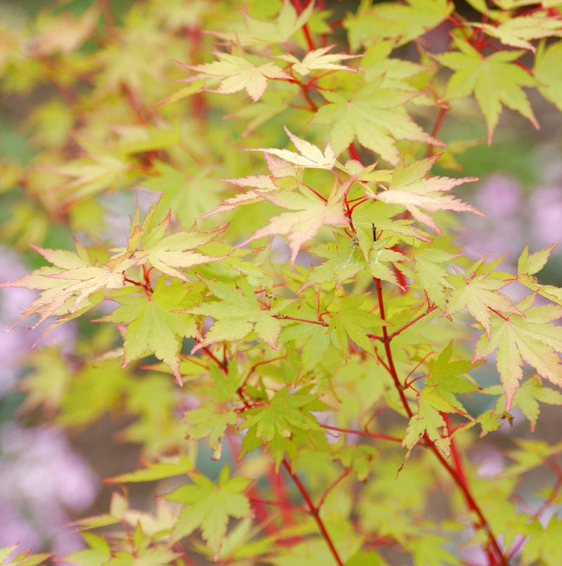  Japanischer Ahorn Sango Kaku 60-80cm - Acer Palmatum