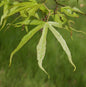  Schmalblättriger Fächer Ahorn 100-125cm - Acer Palmatum