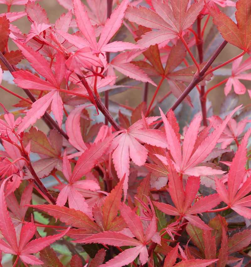  Hochstamm Zwergahorn Shaina 60-80cm - Acer Palmatum