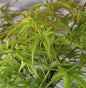  Hochstamm Fächerahorn Sharp's Pygmy 30-40cm - Acer Palmatum