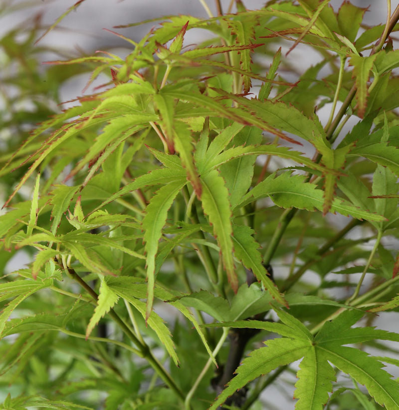  Fächerahorn Sharps Pygmy 30-40cm - Acer Palmatum