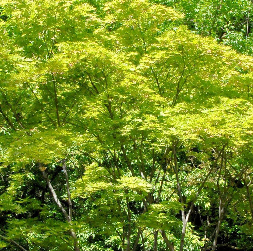  Hochstamm Fächerahorn Shigitatsu-sawa 40-60cm - Acer Palmatum