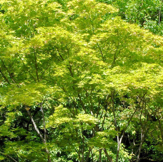  Hochstamm Fächerahorn Shigitatsu-sawa 40-60cm - Acer Palmatum