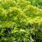  Hochstamm Fächerahorn Shigitatsu-sawa 40-60cm - Acer Palmatum