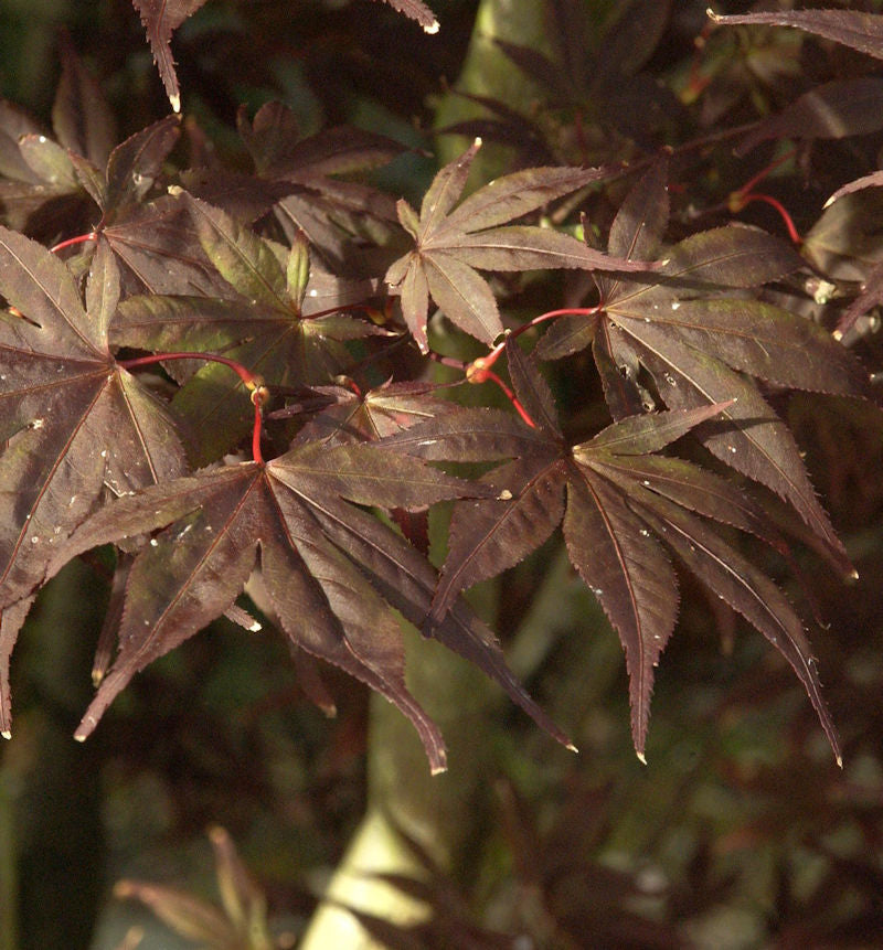  Fächerahorn Shojo Normura 40-60cm - Acer Palmatum