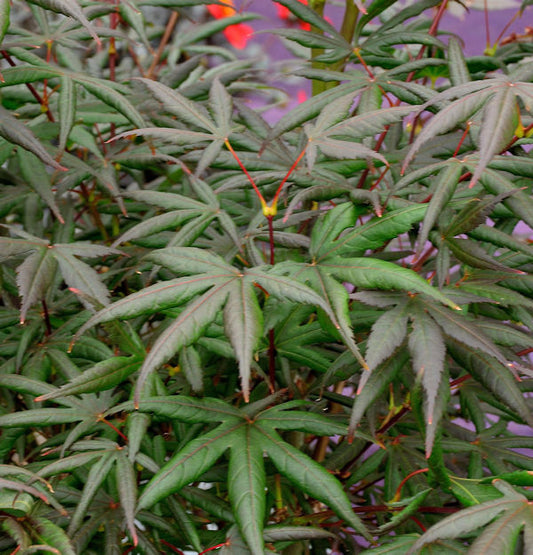  Roter Fächerahorn Starfish 80-100cm - Acer Palmatum