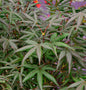  Roter Fächerahorn Starfish 80-100cm - Acer Palmatum