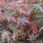  Fächerahorn Sumi-nagashi 80-100cm - Acer Palmatum