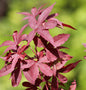  Japanischer Ahorn Twomblys Red Sentinel 80-100cm - Acer Palmatum