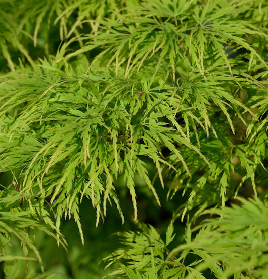  Hochstamm Fächerahorn Dissectum Viridis 80-100cm - Acer Palmatum
