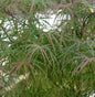  Japanischer Schlitzahorn Scolopendrifolium Atropurpureum 125-150cm - Acer Palmatum
