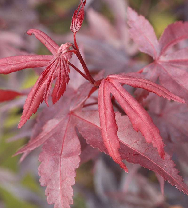  Roter Fächerahorn Bloodgood 40-60cm - Acer Palmatum