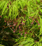  Grüner Schlitz Ahorn 30-40cm - Acer Palmatum