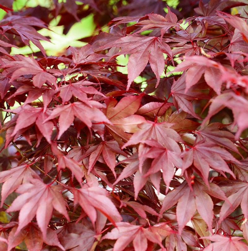  Fächerahorn Fireglow 100-125cm - Acer Palmatum