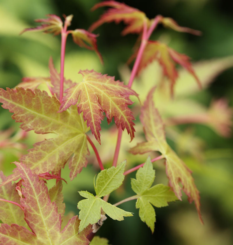  Fächerahorn Katsura 100-125cm - Acer Palmatum