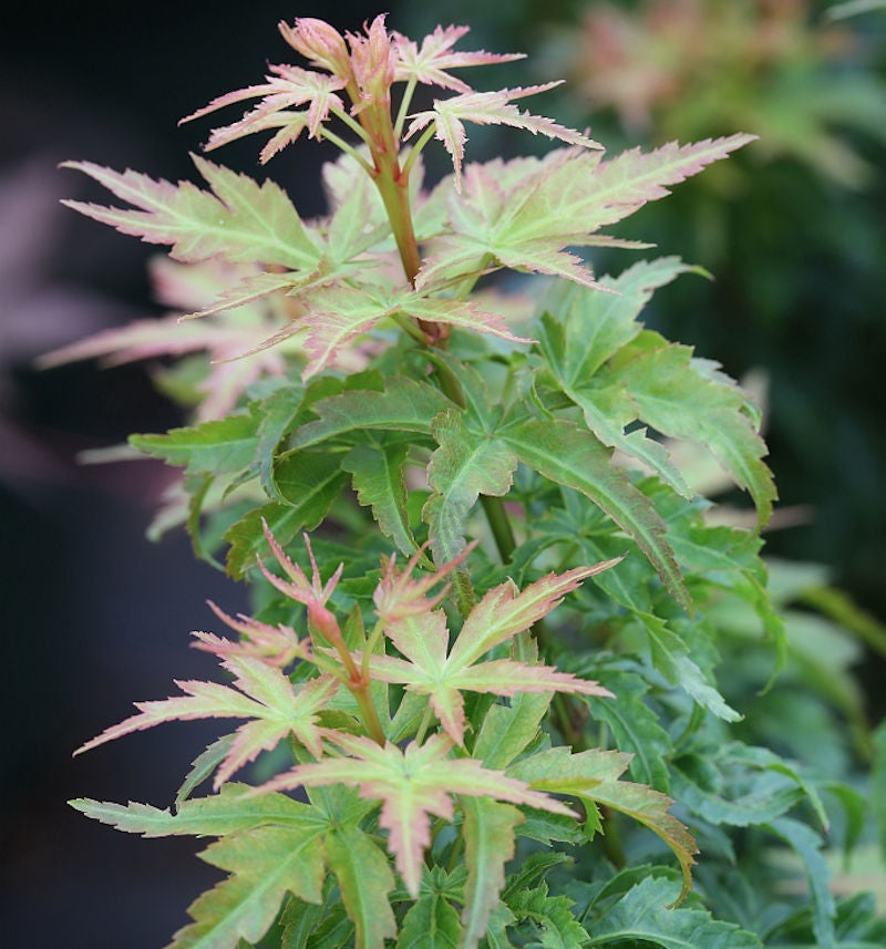 Fächerahorn Kotohime 30-40cm - Acer Palmatum