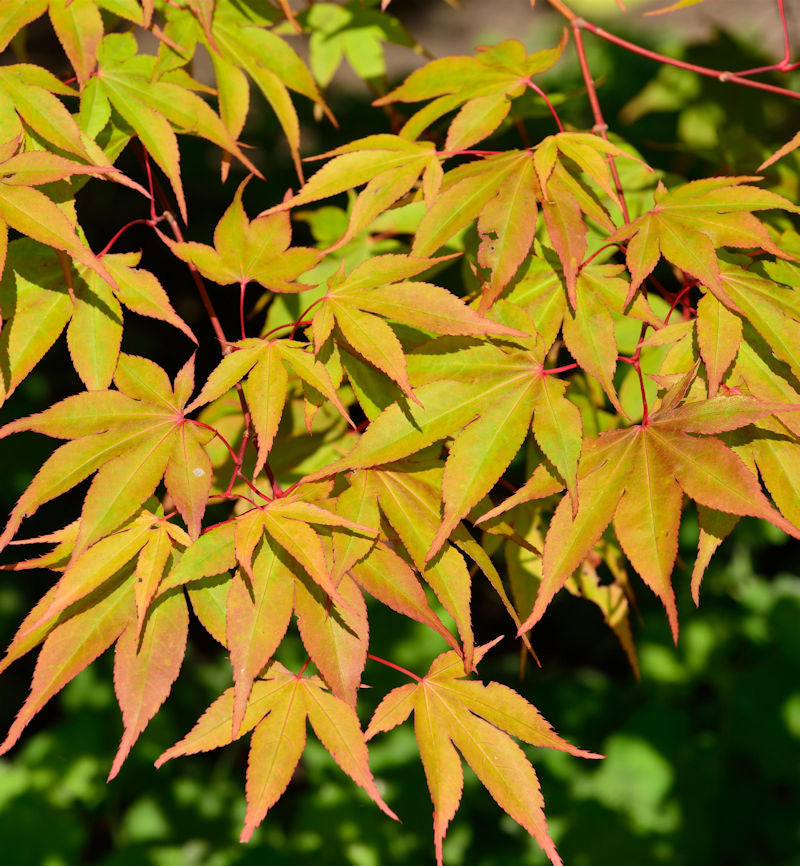  Fächerahorn Osakazuki 125-150cm - Acer Palmatum