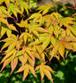  Fächerahorn Osakazuki 40-60cm - Acer Palmatum