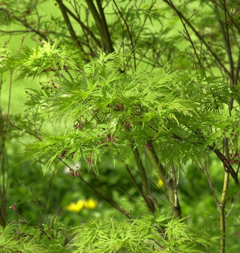  Geschlitztblättriger Fächer Ahorn Seiryu 40-60cm - Acer Palmatum