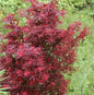  Zwergahorn Shaina 80-100cm - Acer Palmatum