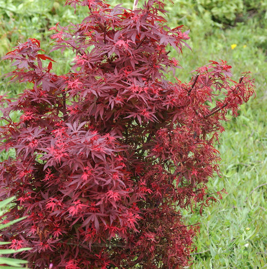  Zwergahorn Shaina 40-60cm - Acer Palmatum