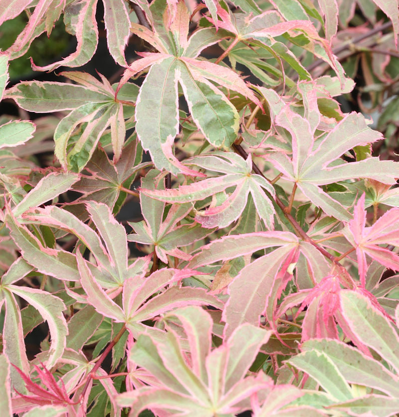 Hochstamm Fächerahorn Shirazz® 40-60cm - Acer Palmatum