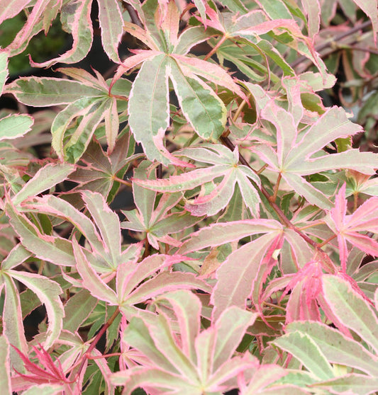  Hochstamm Fächerahorn Shirazz® 40-60cm - Acer Palmatum