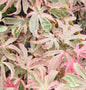  Hochstamm Fächerahorn Shirazz® 40-60cm - Acer Palmatum