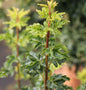  Ahorn Shishigashira 60-80cm - Acer Palmatum