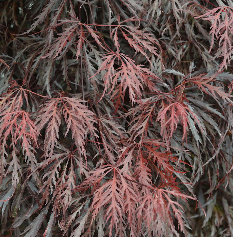  Japanischer Ahorn Tamueyama 40-60cm - Acer Palmatum