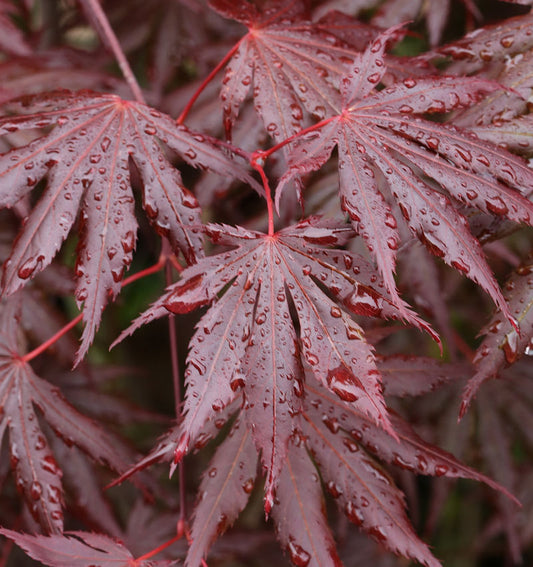  Fächer Ahorn Trompenburg 80-100cm - Acer Palmatum