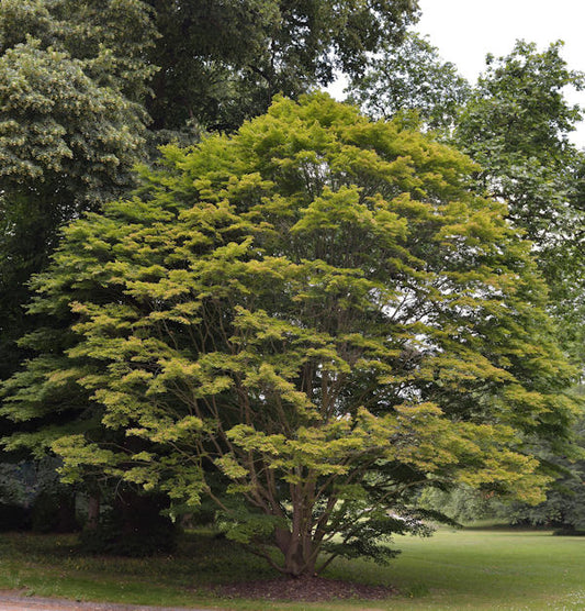  Fächer Ahorn 60-80cm - Acer Palmatum
