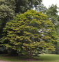  Fächer Ahorn 80-100cm - Acer Palmatum