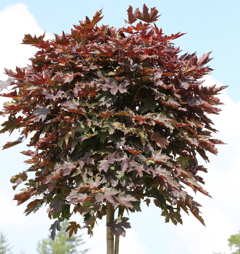  Hochstamm Säulen Blut Ahorn 125-150cm - Acer Platanoides