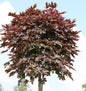  Hochstamm Säulen Blut Ahorn 125-150cm - Acer Platanoides