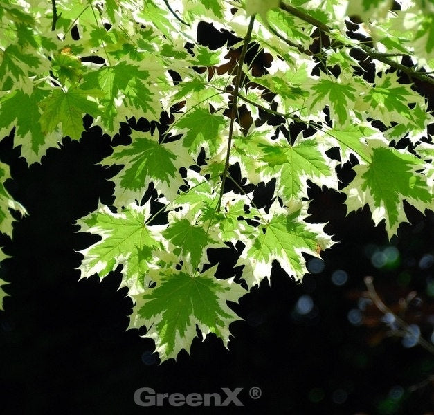  Hochstamm Spitzahorn Drummondii 125-150cm - Acer Platanoides