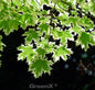  Hochstamm Spitzahorn Drummondii 125-150cm - Acer Platanoides