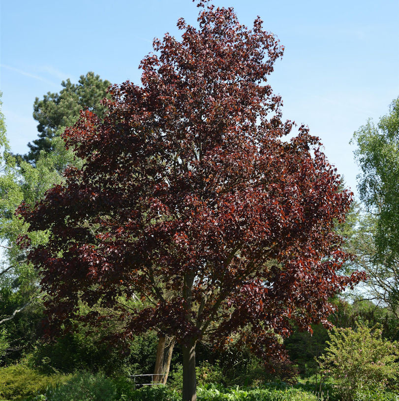  Blutahorn Faassens Black 125-150cm - Acer Platanoides