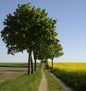  Hochstamm Kugelahorn Globosum 100-125cm - Acer Platanoides
