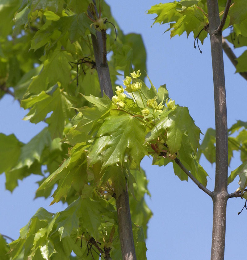  Säulen Spitz-Ahorn Jirka 80-100cm - Acer Platanoides
